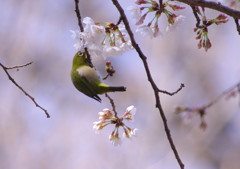 春爛漫　桜　Ⅲ
