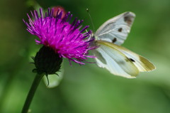 虫達を追って　モンシロチョウ