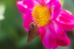 花と虫達　セセリチョウ