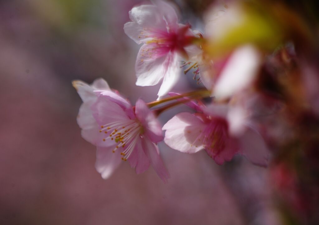 仲春　サクラIMGP5101_result