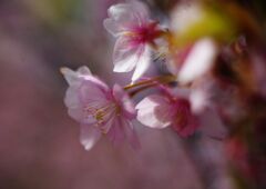 仲春　サクラIMGP5101_result