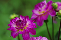 初夏を求めて　ダリア