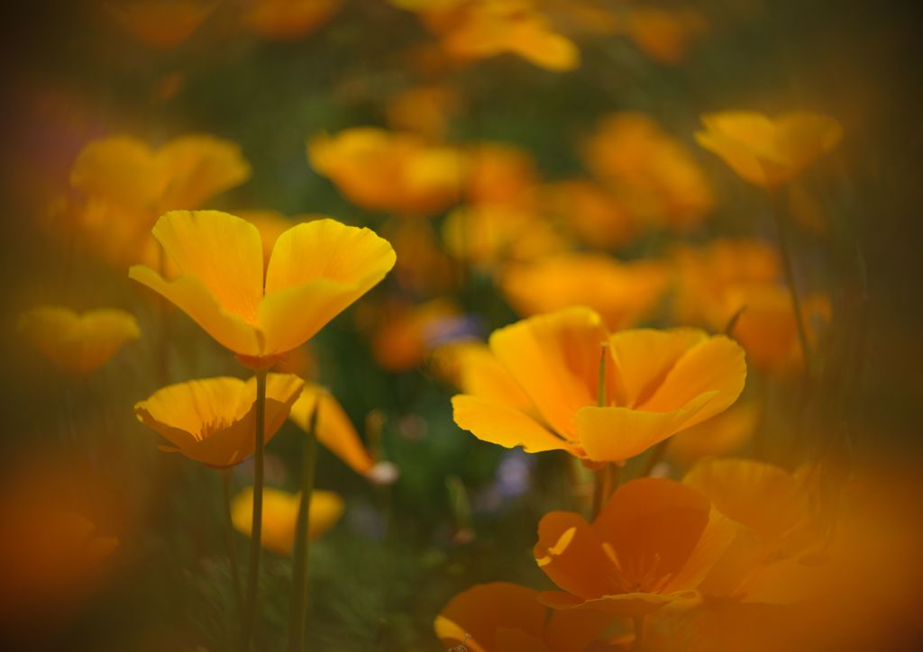 立夏　カルフォルニアポピー　Ⅱ