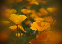 立夏　カルフォルニアポピー　Ⅱ