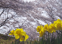 春暖　桜と水仙　Ⅱ