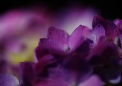 初秋　アジサイ