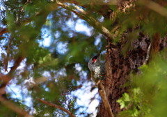 野鳥を探して　アオゲラ