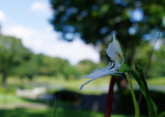夏を探して　サギソウ　Ⅵ