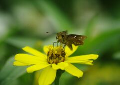 万来　セセリチョウ