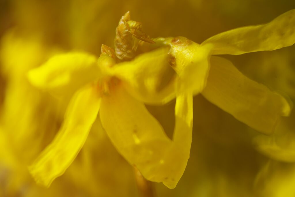 レンギョウ　Ⅱ