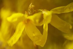 レンギョウ　Ⅱ