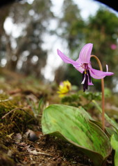 春を探して　カタクリ　Ⅲ