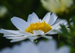 燐春　ノースポール　Ⅱ