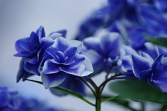 アジサイ祭り　完