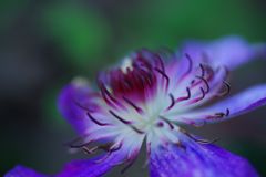 行秋　クレマチス