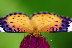 虫達を追って　ツマグロヒョウモン