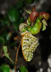 行秋　タテハチョウ