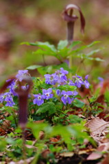 春爛漫　スミレ