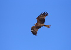 野鳥を探して　トビ？
