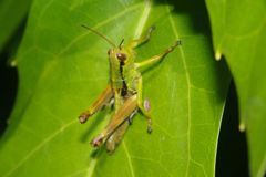 仲夏　トノサマバッタ　Ⅱ