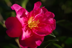 OLD LENS  サザンカ　Ⅱ