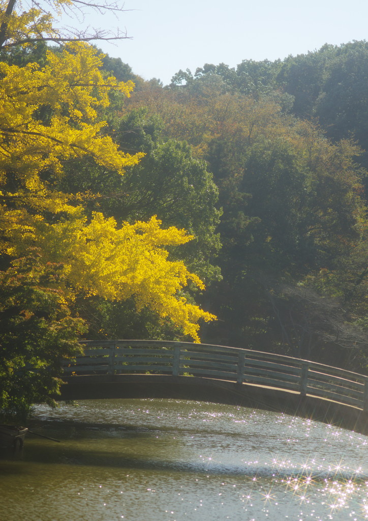 OLD LENS  黄葉　Ⅱ