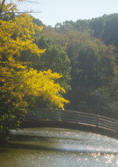 OLD LENS  黄葉　Ⅱ