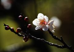 白梅　Ⅱ