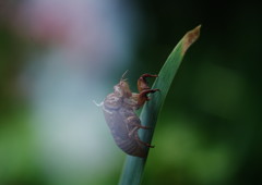 路傍　アブラゼミ抜け殻　Ⅱ