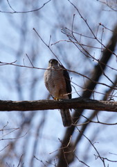 野鳥を探して　ノスリ？