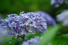紫陽花