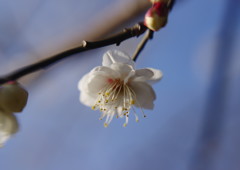 仲春　梅　Ⅱ