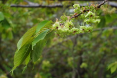 春色　ギョイコウサクラ