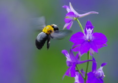 虫達を追って　クマバチ
