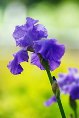 春の息吹　ジャーマンアイリス　Ⅱ