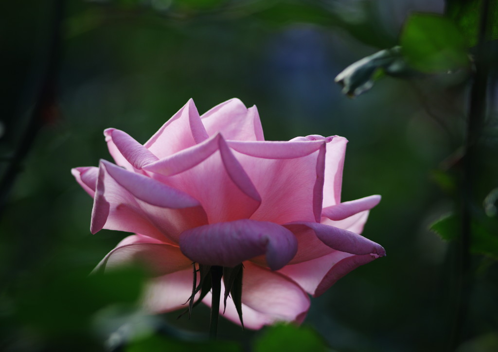 千秋楽　バラ  Ⅱ