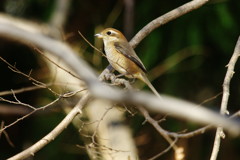 野鳥を探して　モズ　Ⅱ