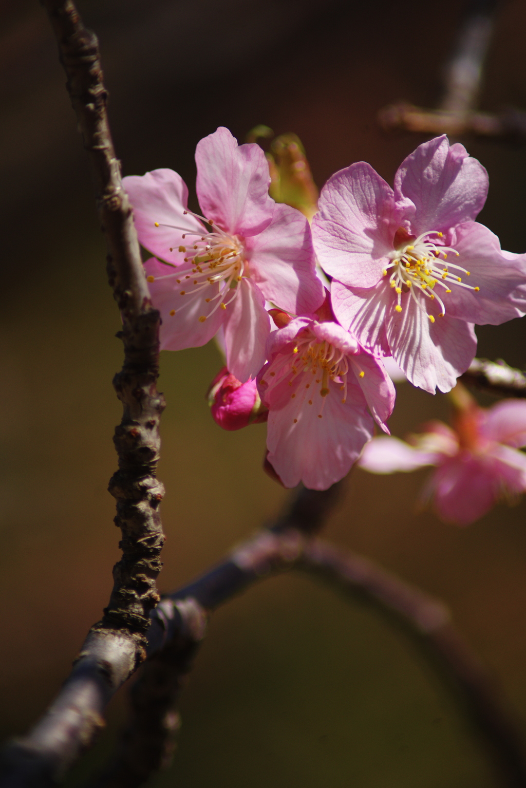桜