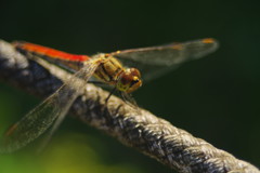 行秋　トンボ　Ⅱ