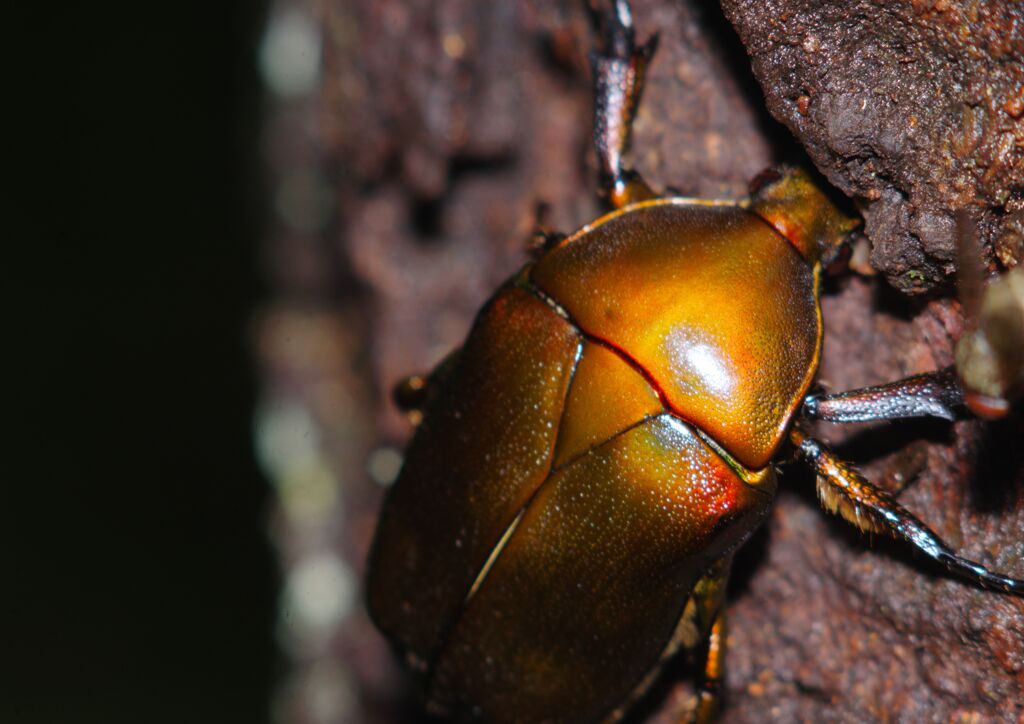 季夏　カナブン