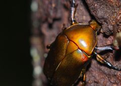 季夏　カナブン