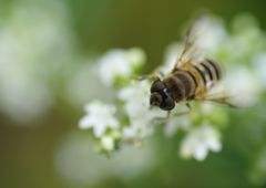 初秋　ミツバチ？　Ⅱ