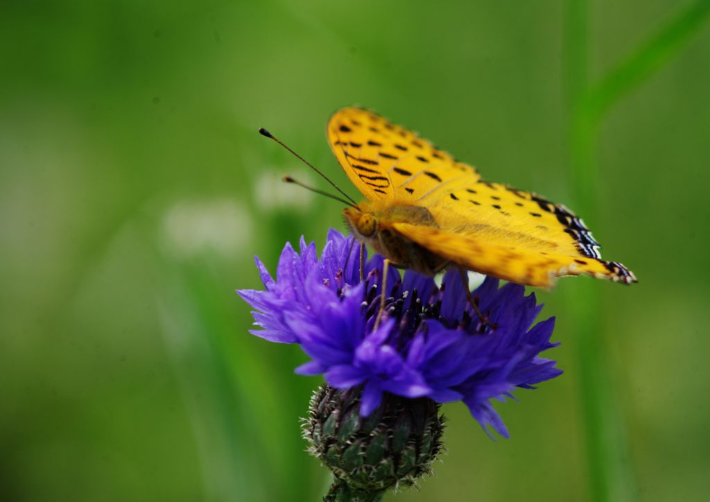 中春　ツマグロヒョウモン　Ⅱ