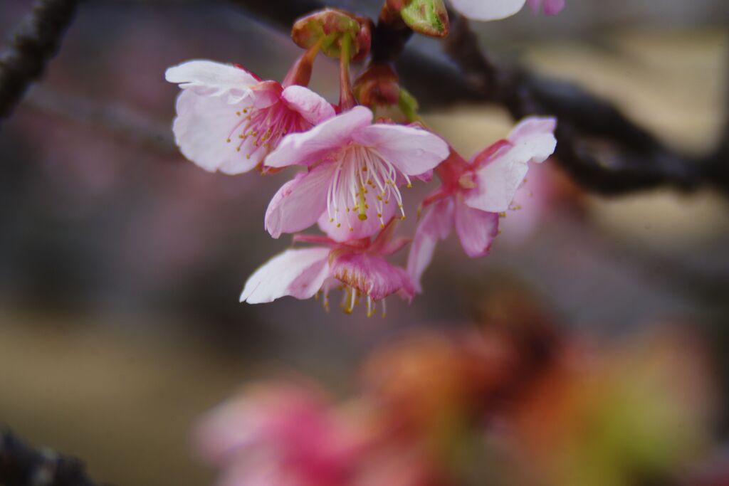 春燐　河津桜