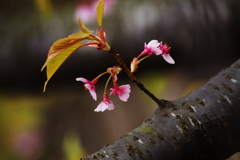 桜　Ⅱ