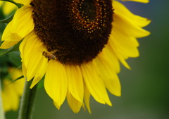 初夏を探して　ヒマワリ