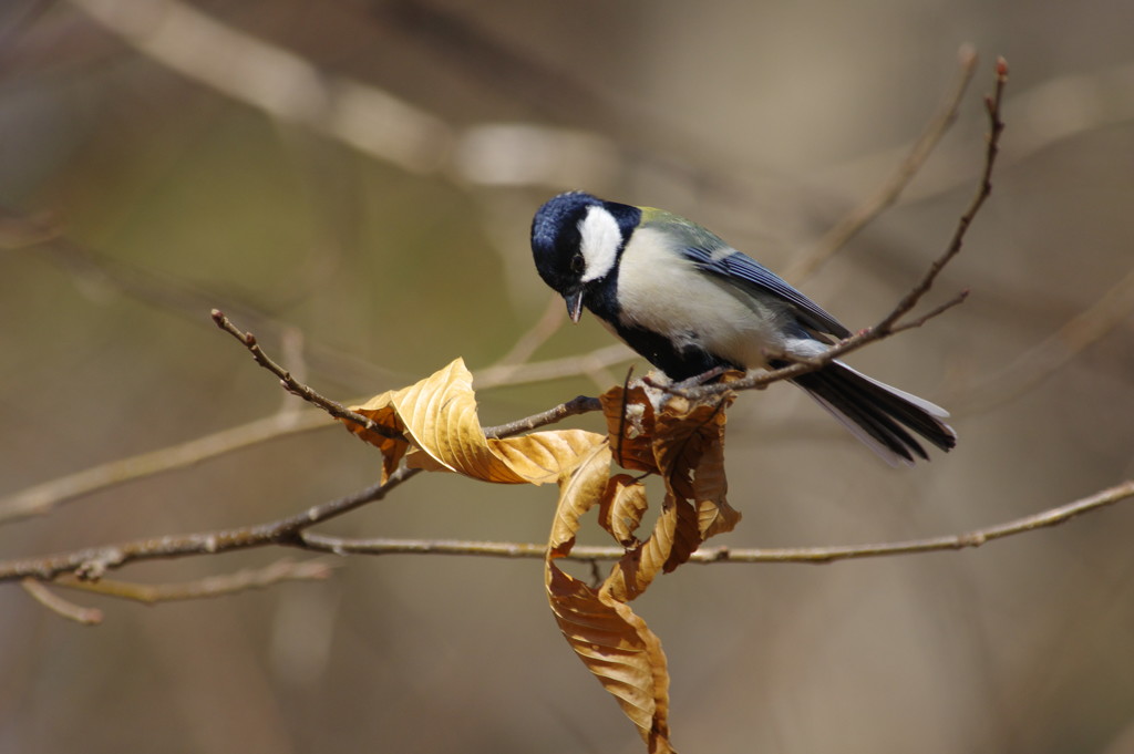 野鳥を探して　シジュウカラ