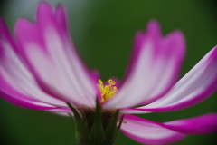 春の息吹　コスモス　Ⅱ