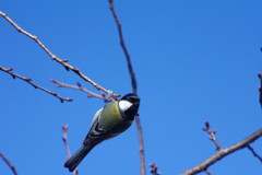 野鳥を探して　シジュウカラ　Ⅱ