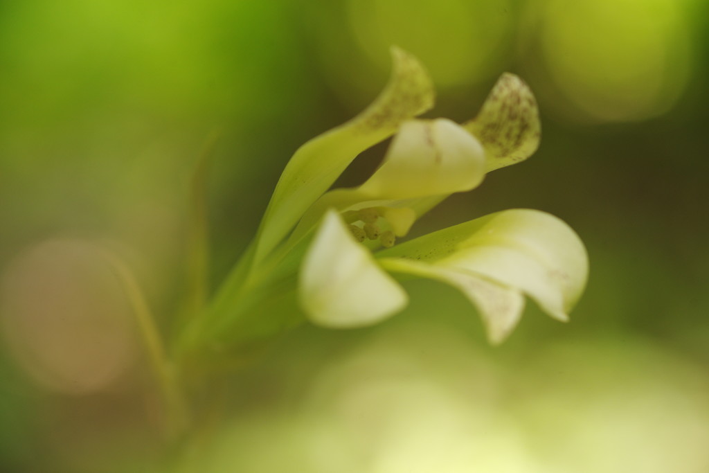 晩夏　ウバユリ